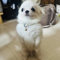 キャラ
