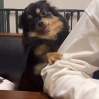 人を見上げる犬