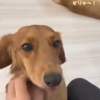 飼い主に撫でられるミニチュアダックスフンドと、少し離れたところで布を使って遊ぶゴールデンレトリバー