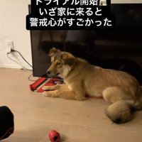 床に伏せて飼い主を横目で見る犬