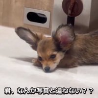 実際のガルウイングちゃん