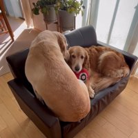 寄り添いながら顔を合わせる2匹の犬