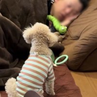 お座りする犬と寝る人