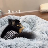 よもぎ君VSしょうぶ君の喧嘩9