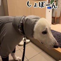 帰宅後もションボリ顔