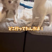 おしゃべりする2匹の小型犬