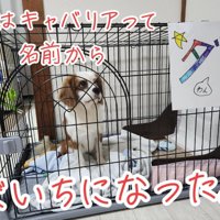 ケージの中にいるだいちくん