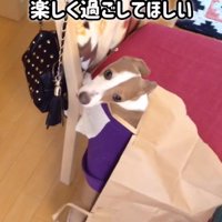 とらきち君のビフォーアフター7