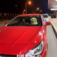 車に乗って女性を待つ犬と家族