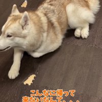 横を振り向くハスキー