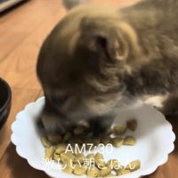 お皿に顔を突っ込んで食べる子犬