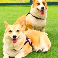 おもちちゃん＆たると君