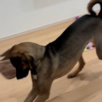 姿勢が良い犬