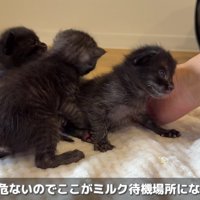 保護された赤ちゃん猫