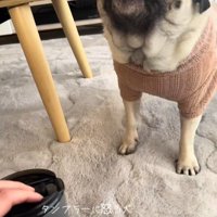 タンブラーに怒るぽこちゃん