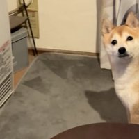 ししまるくん、必死の訴え