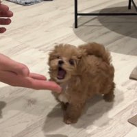 飼い主の手を目がけて口を開ける子犬