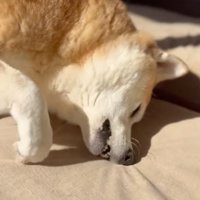 床に顔を擦り付ける犬