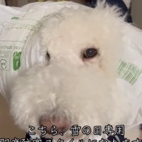 片目に袋がかかった犬