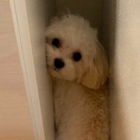 「どうしよう……」
