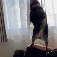 飼い主の上に立って、窓枠に前足を乗せる犬