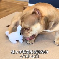 ぬいぐるみと遊ぶ犬