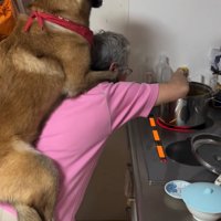 おんぶしてもらう大型犬