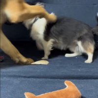 「しつこい！」と甘噛み