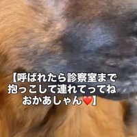 抱っこされる犬の顔