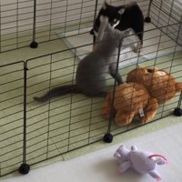 豆柴の鼻先を猫パンチする猫