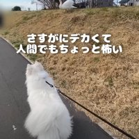 デカい鳥を見つめる犬