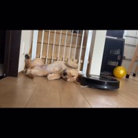 耳の上を踏んで通るルンバ