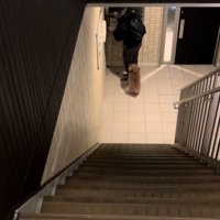 飼い主を迎えに行く小型犬