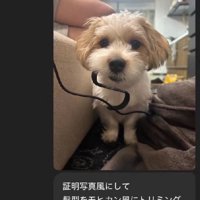 ChatGPTに愛犬のカットを相談