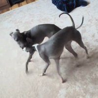 カーペットの上で仲良く追いかけっこをする2頭の犬