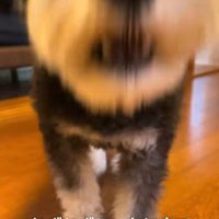 大袈裟にくしゃみをするミニチュアシュナウザー