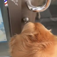 床屋を覗く犬