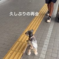 お兄ちゃんに気づかないスノーちゃん