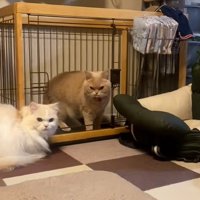 わんこを睨む2匹