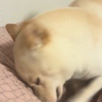 布団を前足で掘る犬