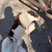 地面に寝転がってジタバタ