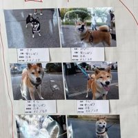 日本犬