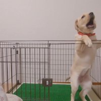 吠えて不満を露わに