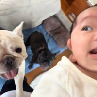 飼い主のお腹に前足をかけて立ち上がる犬