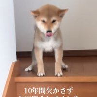 階段上の犬