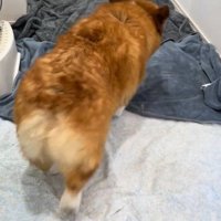 お風呂上がりのロイくん2