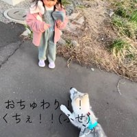 再びフセするブル君