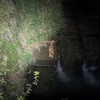 川辺に立ちすくむ犬