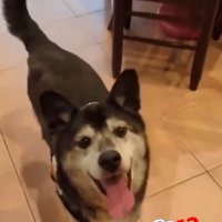 家の中を笑顔で歩き回る犬