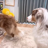 サークルの中へ避難